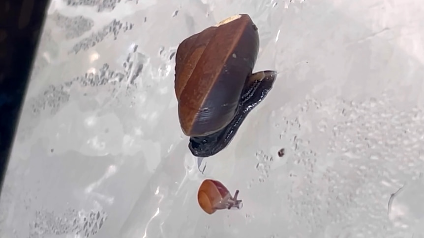 Rare snail that gives birth through neck returns from brink of extinction