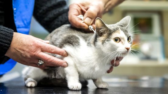 Wet op komst tegen hoge kosten dierenarts en overbehandeling
