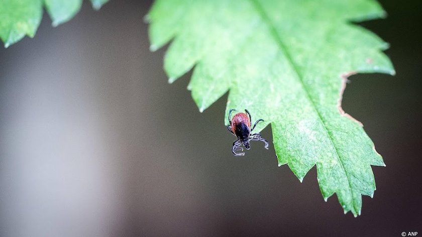 RIVM: record tekenbeten tijdens extreem hete dagen in juni