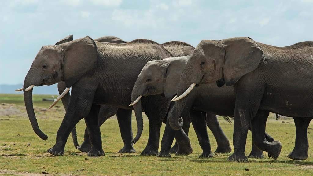 Vijftien olifanten dood aangetroffen in Kenia, mogelijk sprake van vergiftiging