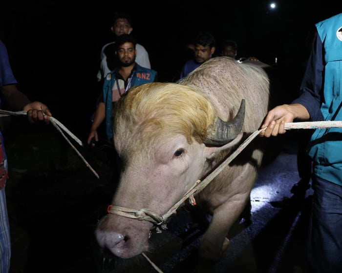 Blond Bangladeshi buffalo nicknamed ‘Donald Trump’ saved from Eid sacrifice