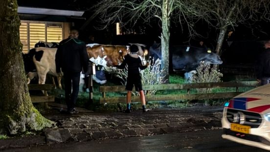 Losgebroken koeien in Damwâld