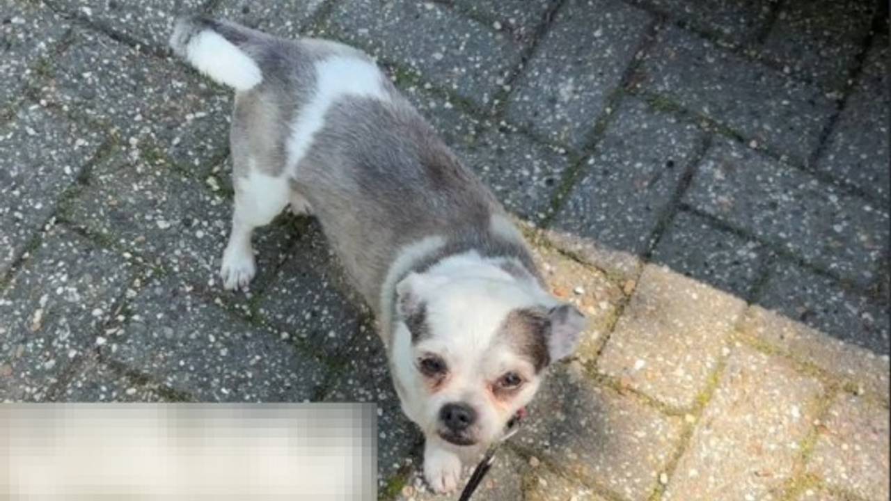Politie slaat ruit in en redt hondje uit hete auto